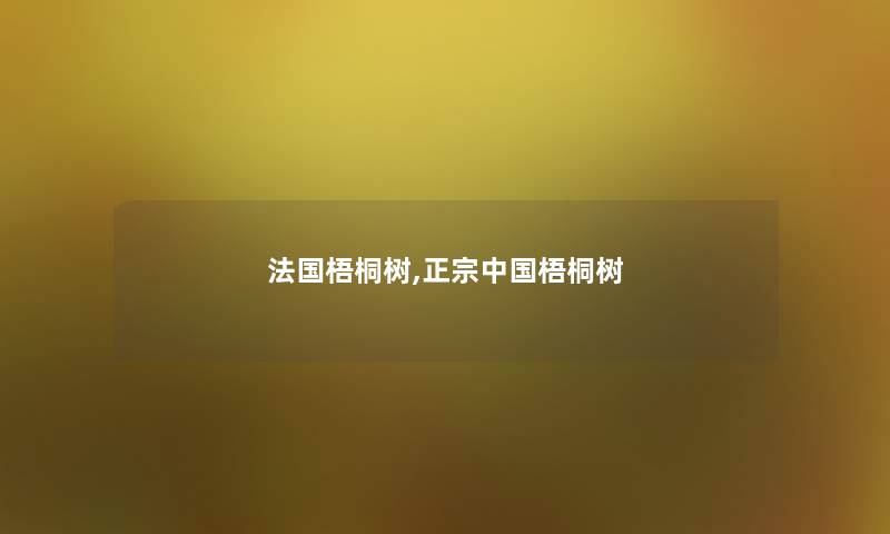 法国梧桐树,正宗中国梧桐树
