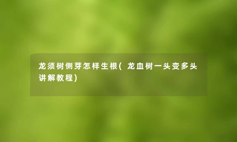 龙须树侧芽怎样生根(龙血树一头变多头讲解教程)