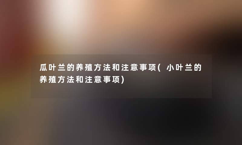 瓜叶兰的养殖方法和事项(小叶兰的养殖方法和事项) 瓜叶兰的养殖方法和事项(小叶兰的养殖方法和事项)