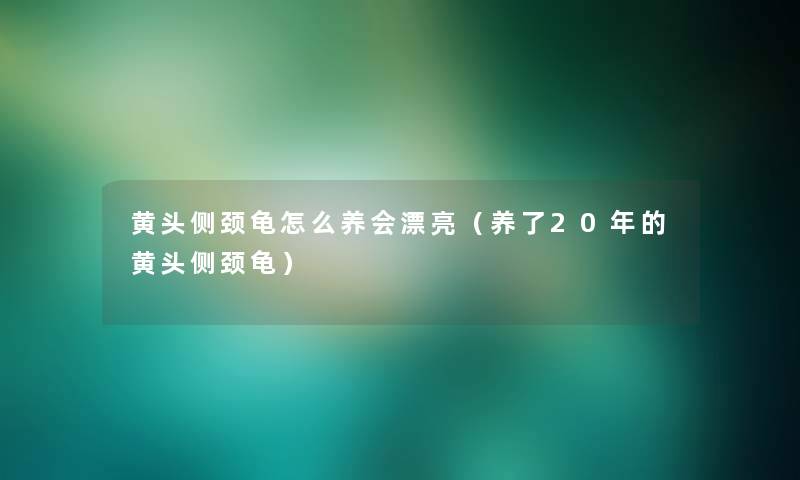 黄头侧颈龟怎么养会漂亮(养了20年的黄头侧颈龟) 黄头侧颈龟怎么养会漂亮(养了20年的黄头侧颈龟)