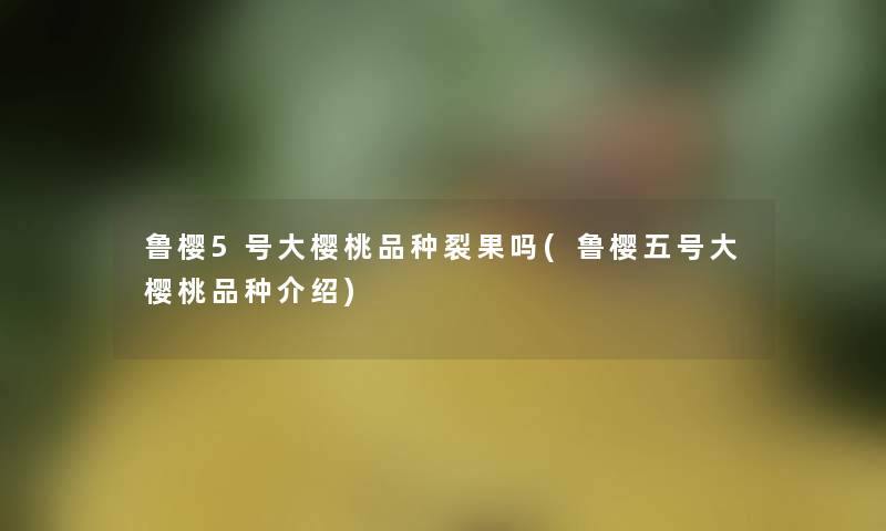 鲁樱5号大樱桃品种裂果吗(鲁樱五号大樱桃品种介绍) 鲁樱5号大樱桃品种裂果吗(鲁樱五号大樱桃品种介绍)