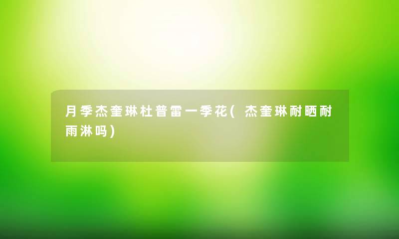 月季杰奎琳杜普雷一季花(杰奎琳耐晒耐雨淋吗)