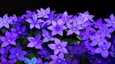 紫色的花